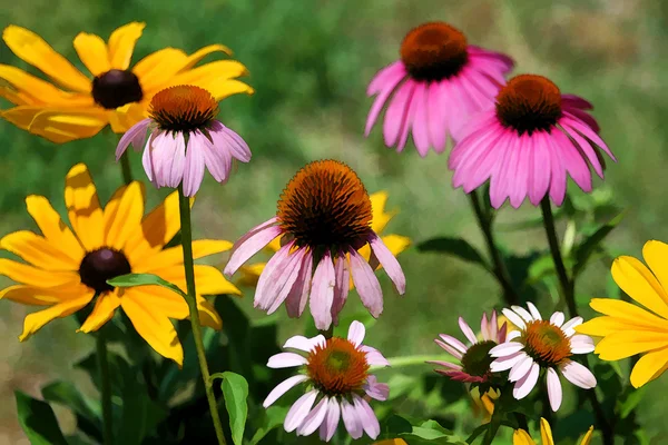 Golden black eyed susan a třapatky růžová zahrada — Stock fotografie