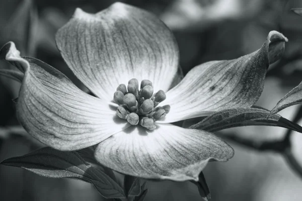 Cornus florida dereń czerwony kwiat w czerni i bieli — Zdjęcie stockowe