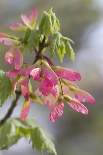 Розовый крылатый клен дерево семена - acer завитой — стоковое фото