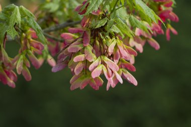 pembe akçaağaç tohumu kanatlar - acer circinatum