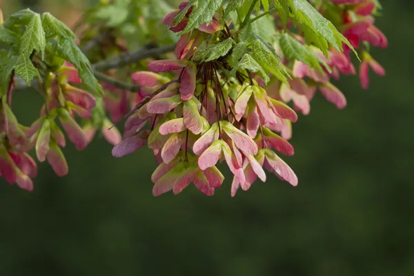 pembe akçaağaç tohumu kanatlar - acer circinatum