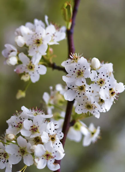 Yoshino Cherry Blossom - Cerasus x yedoensis — Stock Photo, Image