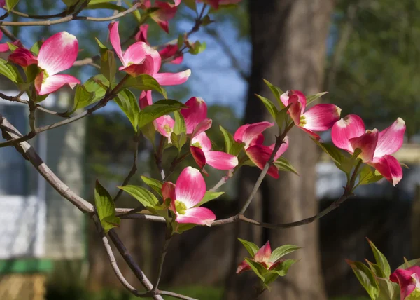 Czerwony dereń kwitnienia drzew - cornus florida — Zdjęcie stockowe