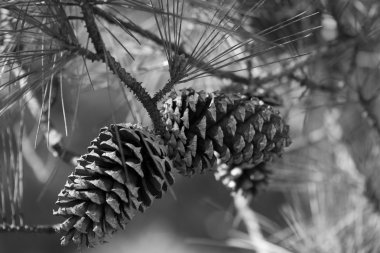 Ponderosa pinecones siyah beyaz
