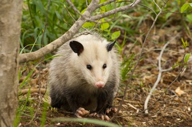 Alabama opossum - keseli didelphia virginiana
