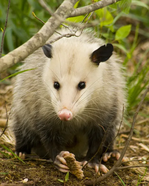 Όμορφη possum - opossum didelphia virginiana — Φωτογραφία Αρχείου