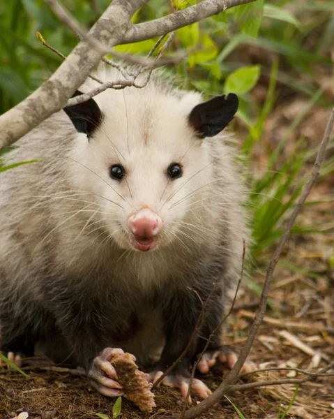 BEADY μάτια possum - opossum didelphia virginiana — Φωτογραφία Αρχείου