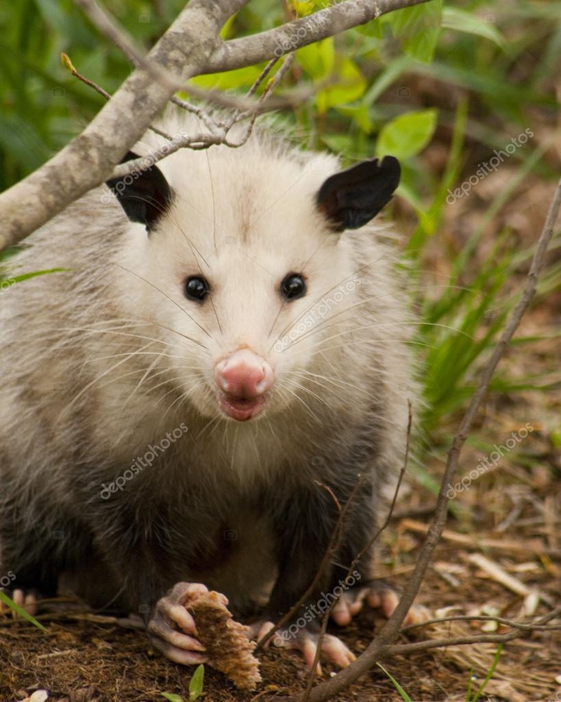 Beady Eyed Possum - Opossum Didelphia virginiana Stock Photo by ©kathyclark 34702803 Beady Eyed Possum - Opossum Didelphia virginiana Stock Photo by ©kathyclark 34702803
