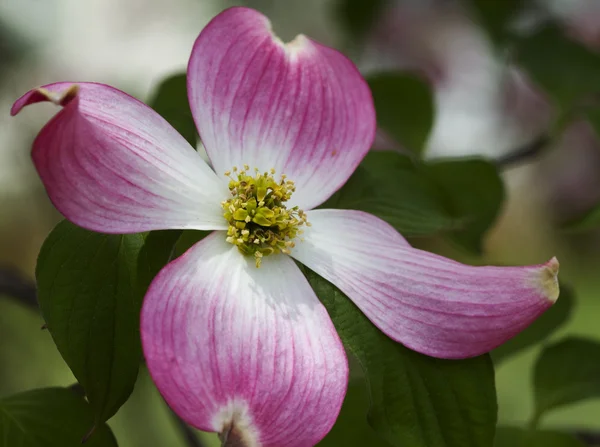 Kırmızı çiçekli dogwood çiçeği makro - cornus florida — Stok fotoğraf