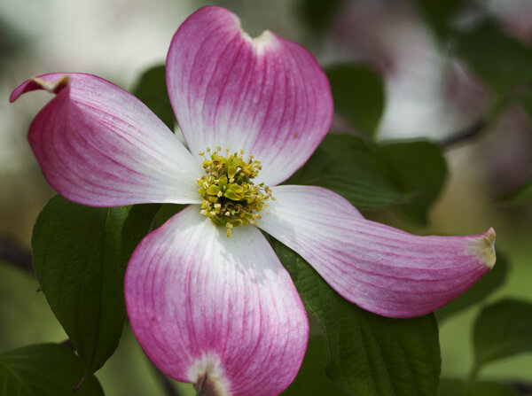 Red Float Dogwood Bbsom Macro - Cornus florida
