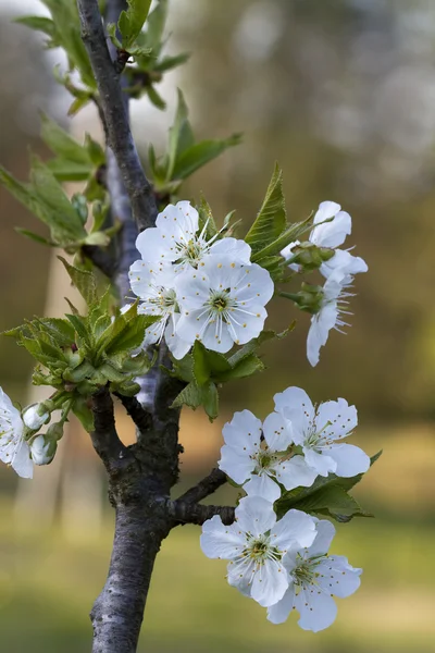 White Bing Cherry Blossoms - Prunus avium — Stock Photo, Image
