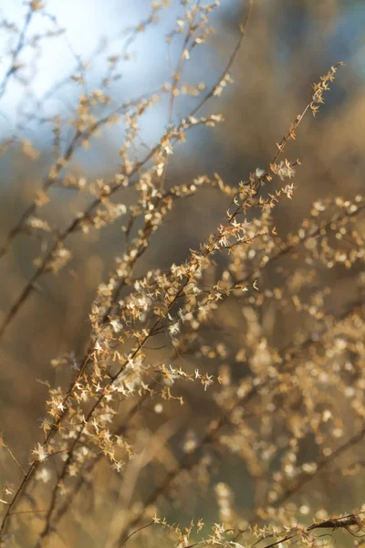 Ouro pradaria grama fundo — Fotografia de Stock