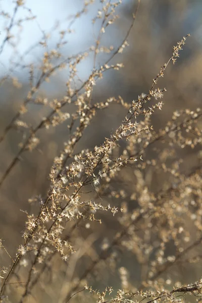 Fundo de grama pradaria dourada — Fotografia de Stock