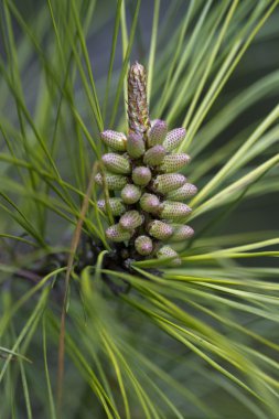 Ponderosa çam ağacı - pinus - yeni büyüme