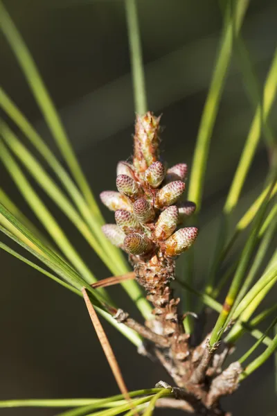 Pinheiros Ponderosa - Pinus - Novo Crescimento — Fotografia de Stock