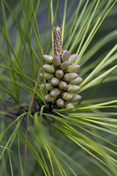 Pinheiro Ponderosa - Pinus - Novo Crescimento — Fotografia de Stock
