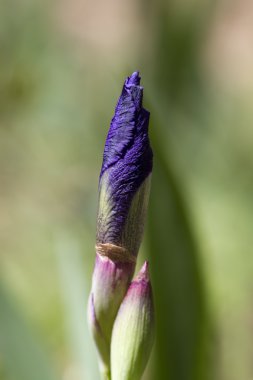 Bahar tomurcukları mor Iris bitki üzerinde