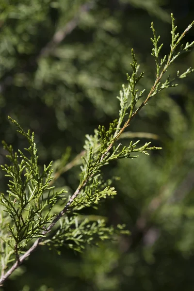 Κόκκινος κέδρος λεπτομέρειες - juniperus virginiana l — Φωτογραφία Αρχείου