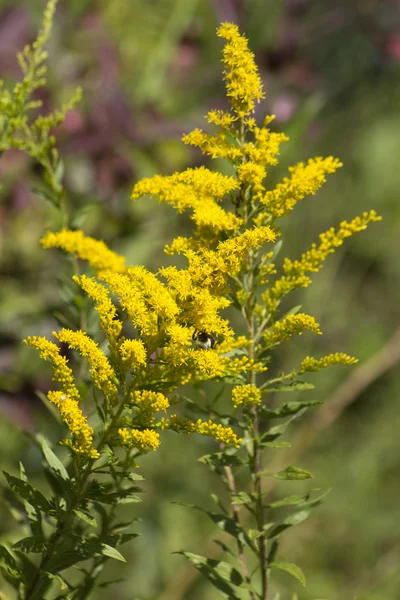 Goldenrod Wildflowers - Solidago virgaurea — Stock Photo, Image