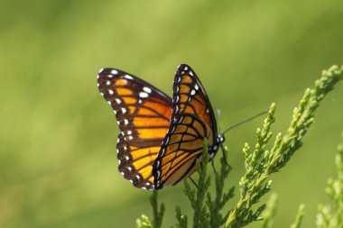 Monarch kelebek - danaus plexippus ardıç 7 üzerinde