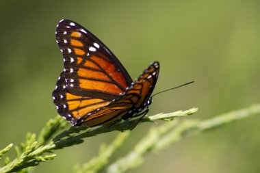 mariposa monarca - danaus plexippus en juniper 5