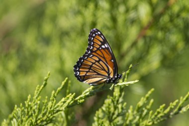 Monarch kelebek - danaus plexippus ardıç 3 üzerinde