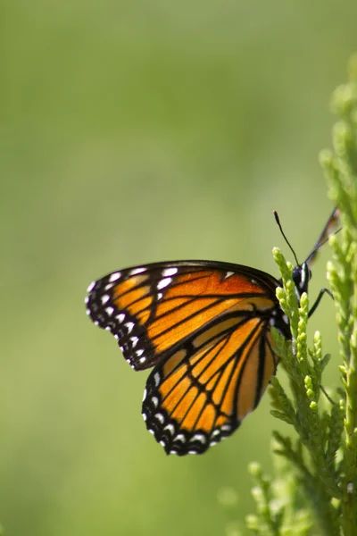 Monarch vlinder - Danaos plexippus op juniper 6 — Stockfoto