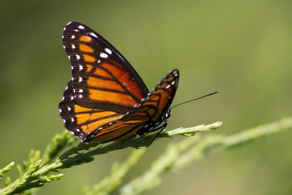 Monarch vlinder - Danaos plexippus op juniper 5 — Stockfoto