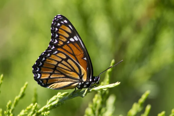 Monarch vlinder - Danaos plexippus op juniper 4 — Stockfoto