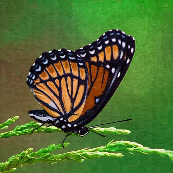 Monarca farfalla - Danaus plexippus Su Ginepro — Foto Stock