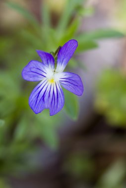 ortak mavi menekşe - viola sororia kır çiçeği