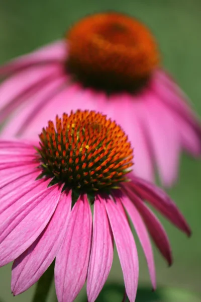 Echinacea třapatky jasné a rozmazané — Stock fotografie