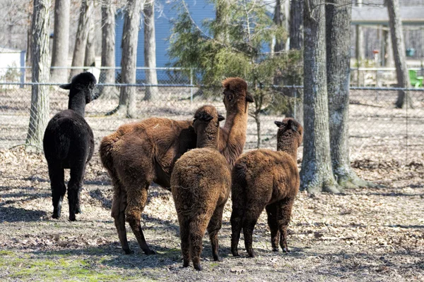 Peruvian Alpacas 2 - Vicugna pacos — Stock Photo, Image