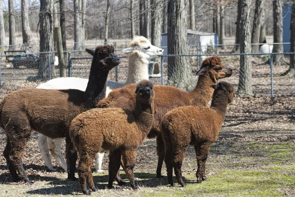 Peruvian Alpacas - Vicugna pacos — Stock Photo, Image