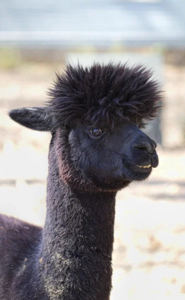 Black Peruvian Alpaca Profile - Vicugna pacos — Stock Photo, Image