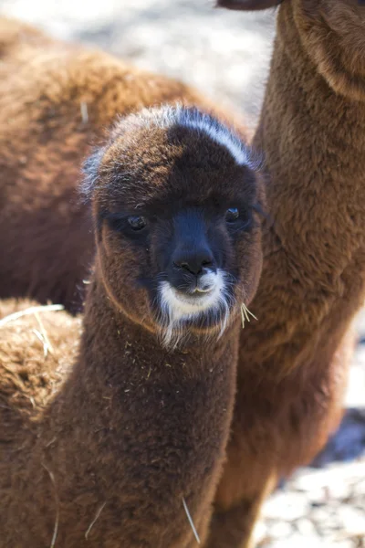 Sweet Peruvian Baby Alpaca - Vicugna pacos — Stock Photo, Image