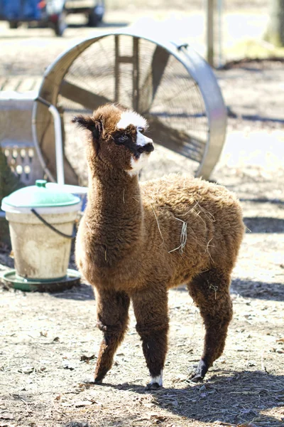 Peruvian Baby Alpaca 4 - Vicugna pacos — Stock Photo, Image