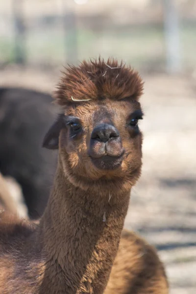 Primo piano Brown Alpaca - Vicugna pacos — Foto Stock