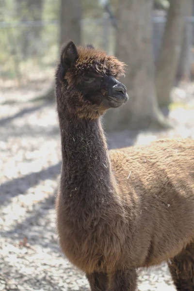 Brown Peruvian Alpaca - Vicugna pacos — Stock Photo, Image