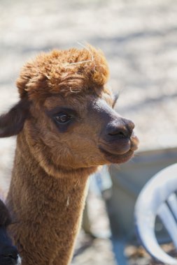 kahverengi alpaka - vicugna Paços