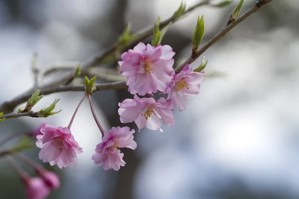 Японская плачущая вишня - shidarezakura prunus pendula Фон 2 — стоковое фото