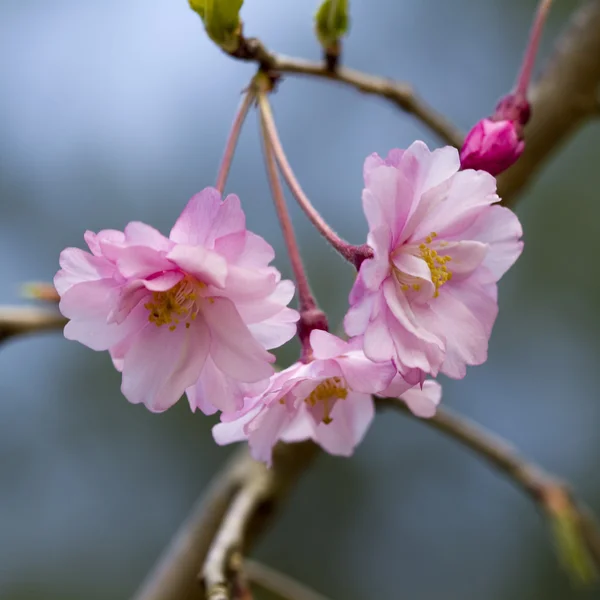 Japanese Weeping Cherry - shidarezakura prunus pendula - Square — Stock Photo, Image