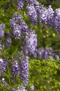 Alabama vahşi wisteria çiçekleri