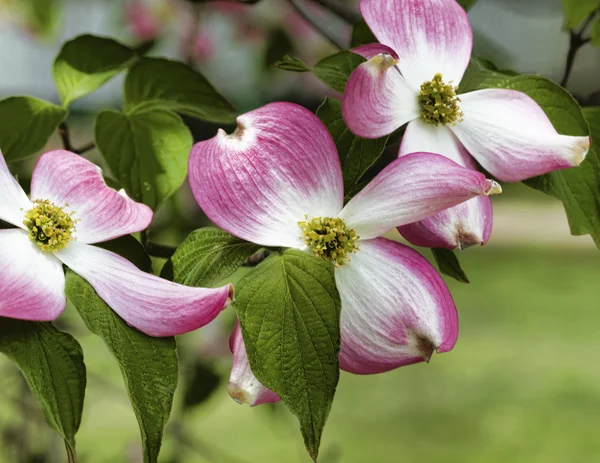 pembe dogwood çiçekleri - cornus florida rubra