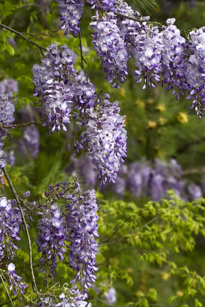 Alabama vahşi wisteria çiçekleri