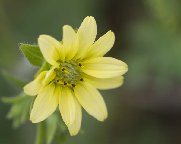 Shaggy mohr's rosinweed - silphium mohrii kır çiçekleri — Stok fotoğraf