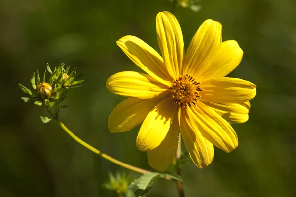 Lanceleaf coreopsis - coreopsis lanceolata kwiaty — Zdjęcie stockowe