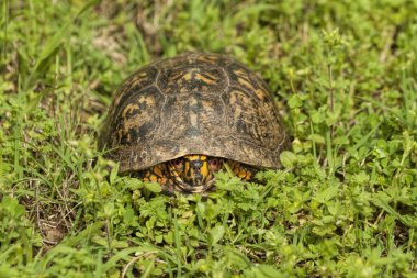 erkek kutu turtle - terrapene carolina