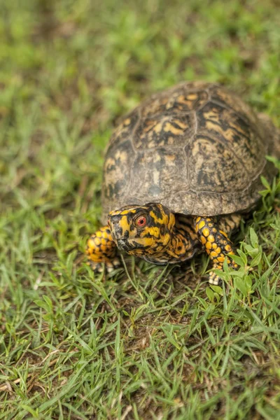 Mannelijke rode eyed doosschildpad 2 - terrapene carolina — Stockfoto