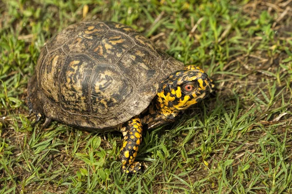 alabama kutu turtle - terrapene carolina kırmızı gözlü